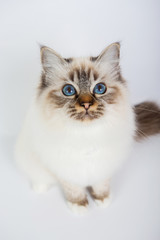 Sacred Birman Cat, birma isolated on a white background, studio photo