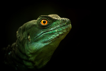 Green Basilisk night photo, isolated, portrait, art photo