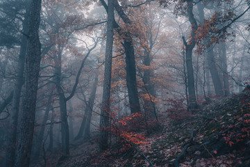 Nebelwald, Herbst, Harz