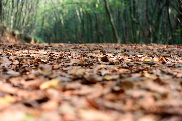 fallen autumn leaves on forest road