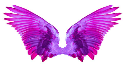 Fototapeta na wymiar pink wings on white background