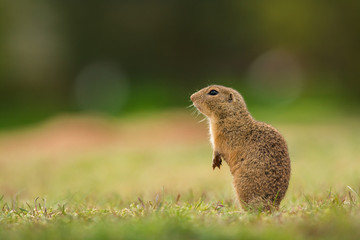 Cute ground squirrel in the natural environment, wildlife, natural habitat, Europe, Spermophilus citellus, close up