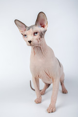 bald hairless sphinx cat isolated on a white background, studio photo