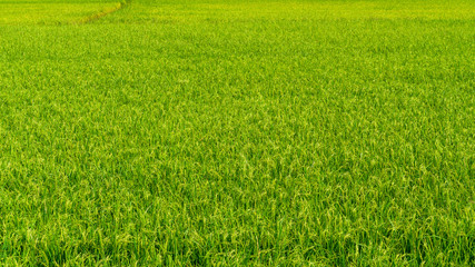 Obraz na płótnie Canvas Rice fields in rural areas, Thailand