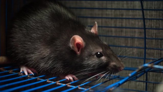 A beautiful gray rat sits in a blue cage. Symbol of the new year 2020. Symbol of astrological calendar rat. Fluffy and cute rat. Close-up of a rat. Animal 2020
