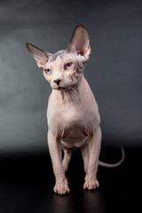 bald hairless sphinx cat isolated on a black background, studio photo