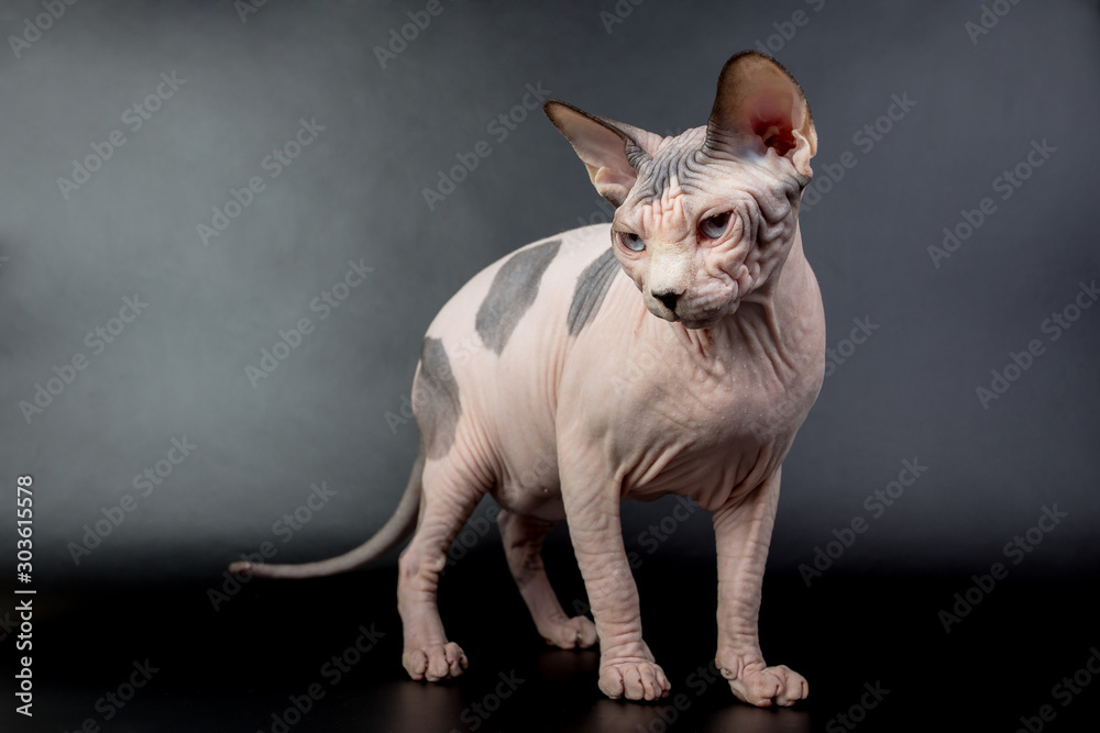 Wall mural bald hairless sphinx cat isolated on a black background, studio photo