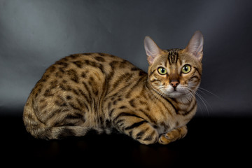 Fototapeta na wymiar Bengal cat on a black background in the studio, isolated, bright spotted cat