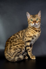 Bengal cat on a black background in the studio, isolated, bright spotted cat