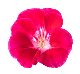 Red pelargonium flower