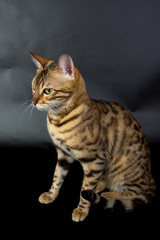 Fototapeta na wymiar Bengal cat on a black background in the studio, isolated, bright spotted cat