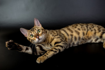 Bengal cat on a black background in the studio, isolated, bright spotted cat