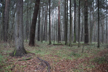Fog in emty autumn forest among naked  tree trunks