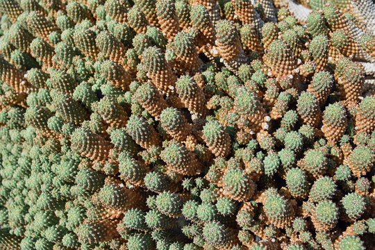 Close up of Euphorbia Caput Medusae cactus plant, native to South Africa