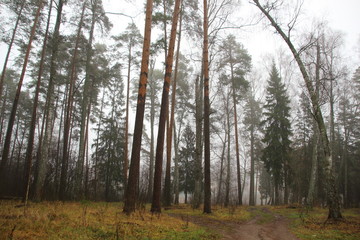 Late autumn forest in mist in cloudy wet day