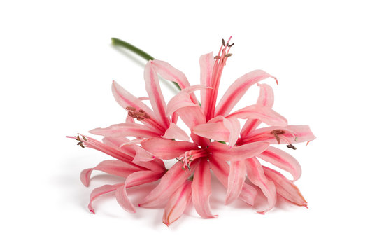 Guernsey lily