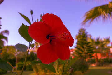 Red hibiscus in a garden near the sea
