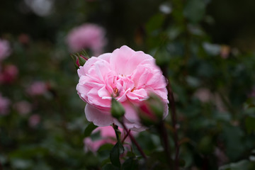 Obraz premium バラの花 千葉県八千代市 日本