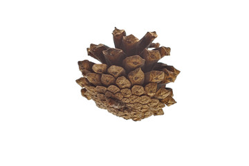 pine cone isolate on a white background