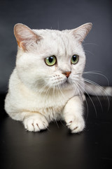 British white cat isolated on a black background, studio photo