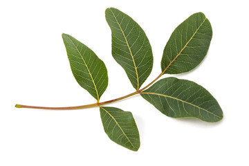 terebinth sprig