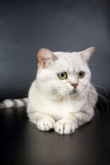 British white cat isolated on a black background, studio photo