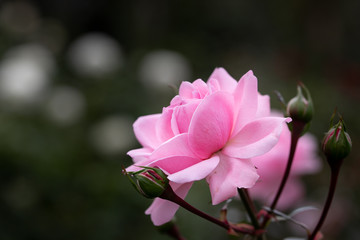 バラの花　千葉県八千代市　日本