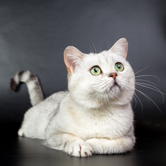British white cat isolated on a black background, studio photo