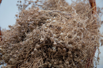 Peganum harmala herb, medicinal herbs, herbal plants, medicinal plants . Dried Harmal on display in the basket . Dried Peganum harmala are hung in homes or vehicles .