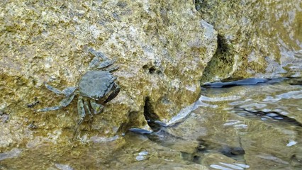 crab on rock