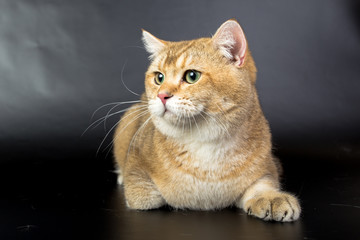 British gold, cat isolated on a black background, studio photo