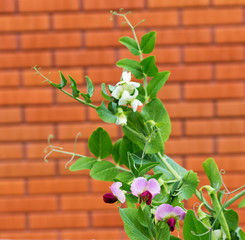 Peas plant with flowers
