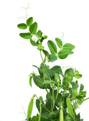 Peas plant with flowers and pods isolated