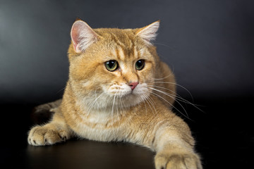 Fototapeta na wymiar British gold, cat isolated on a black background, studio photo