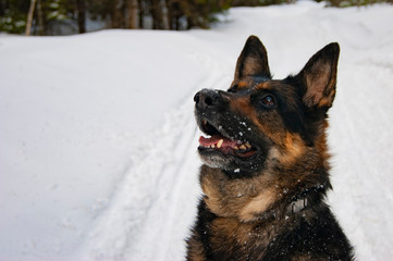 German Shepherd sitting in the middle of the forest and looking at the sky.