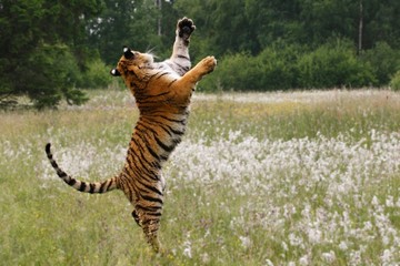 The Siberian tiger (Panthera tigris Tigris), or  Amur tiger (Panthera tigris altaica) with yellow and green background. Tiger jumping in flowers.