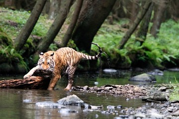 Fototapeta na wymiar The Siberian tiger (Panthera tigris Tigris), or Amur tiger (Panthera tigris altaica) in the forest walking in a river.