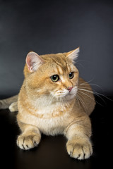 British gold, cat isolated on a black background, studio photo