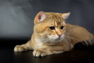 British gold, cat isolated on a black background, studio photo