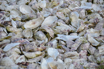 tas de coquilles d'huitres vides