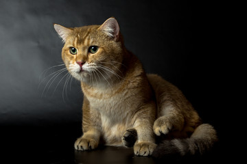 British gold, cat isolated on a black background, studio photo
