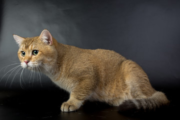 Obraz premium British gold, cat isolated on a black background, studio photo