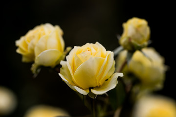 バラの花　千葉県八千代市　日本