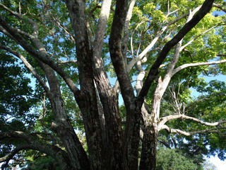 tree trunks and braches of lve oak in summer