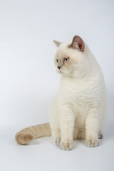 British beige, Lilac, white,Color Point, cat isolated on a white background, studio photo
