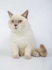 British beige, Lilac, white,Color Point, cat isolated on a white background, studio photo