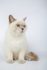 British beige, Lilac, white,Color Point, cat isolated on a white background, studio photo