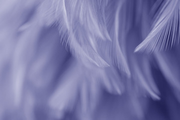 Blur Bird chickens feather texture for background, Fantasy, Abstract, soft color of art design.