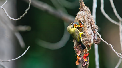 Olive-backed Sunbird Flying to Feed Chicks in nest