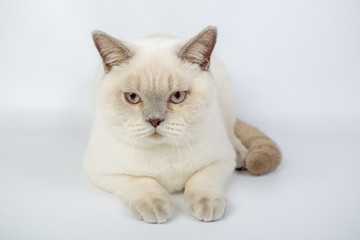 British beige, Lilac, white,Color Point, cat isolated on a white background, studio photo